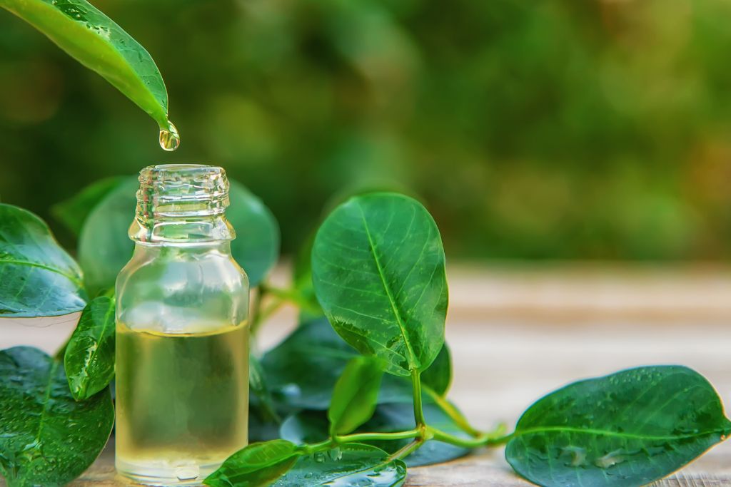 15 Benefits of Tea Tree Oil - Oshea Herbals